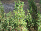 7 Graines de Genièvre, Genévrier commun, Juniperus communis