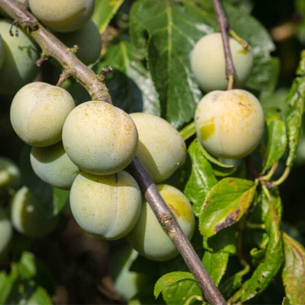 Graines de Prunier Reine Claude, Prunus Domestica "Reine Claude"