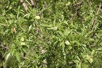 Graines d'Amandier Larguera, Amande Douce, Prunus Dulcis var. Largueta