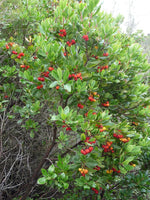 Graines d'Arbutus unedo, Arbousier, Arbousier commun, Arbre à fraises