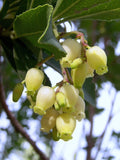 Graines d'Arbutus unedo, Arbousier, Arbousier commun, Arbre à fraises