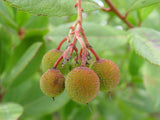 Graines d'Arbutus unedo, Arbousier, Arbousier commun, Arbre à fraises