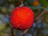 Graines d'Arbutus unedo, Arbousier, Arbousier commun, Arbre à fraises