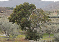 Graines d'Arbutus unedo, Arbousier, Arbousier commun, Arbre à fraises