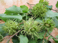 Graines de Noisetier de Byzance, Coudrier du Levant, Coudrier de Byzance, Corylus colurna