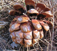 3 Graines de Pin parasol, Pin Pignon, Pinus pinea