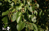 10 Graines de Aulne de Corse, Aulne cordé, Aulne à feuilles en cœur, Aulne d'Italie, Aulne cordiforme, Alnus cordata