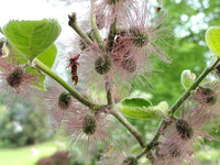 7 Graines de mûrier d'Espagne, mûrier de Chine, mûrier à papier, Broussonetia papyrifera