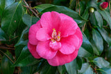 4 Graines de Camélia du Japon, Camellia japonica