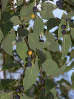 3 Graines de Micocoulier de Provence, Micocoulier du Midi, Celtis australis