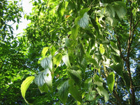 10 Graines de Micocoulier de Provence, Micocoulier du Midi, Celtis australis