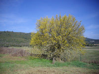 3 Graines de Micocoulier de Provence, Micocoulier du Midi, Celtis australis