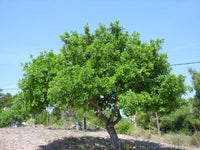 10 Graines de Caroubier, Ceratonia siliqua