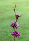 Graines de Gainier du Canada, Gainier Rouge, Cercis canadensis