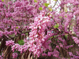 Graines de Gainier de Chine, Cercis Chinensis