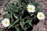 30 Graines de Ciste à Feuilles de Laurier, Cistus laurifolius