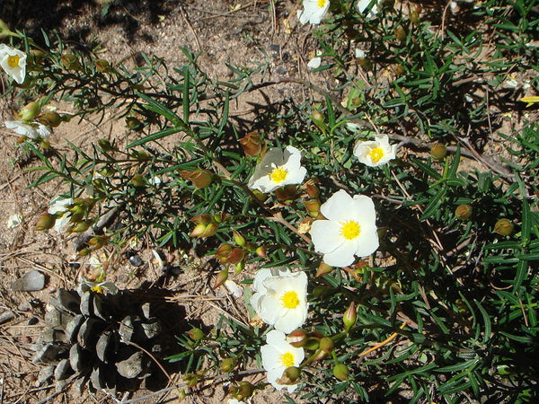 30 Graines de Ciste du Liban, Cistus libanotis