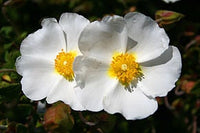 30 Graines de Ciste de Montpellier, Cistus monspeliensis