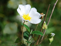 30 Graines de Ciste à feuilles de sauge, Ciste femelle, Cistus salviifolius