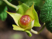 30 Graines de Ciste à feuilles de sauge, Ciste femelle, Cistus salviifolius