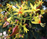 Graines de Savonnier, Koelreuteria paniculata