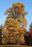 Graines de Tulipier de Virginie, arbre aux lis, Liriodendron tulipifera