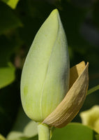 Graines de Tulipier de Virginie, arbre aux lis, Liriodendron tulipifera