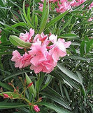 10 Graines de Laurier rose, Nerium oleander