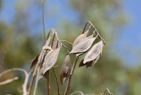 3 Graines de Acacia Pleureur, Peltophorum africanum