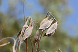 5 Graines de Acacia Pleureur, Peltophorum africanum