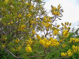 3 Graines de Acacia Pleureur, Peltophorum africanum