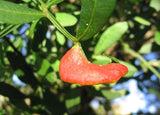 3 Graines de Arbre au mastic, Pistachier lentisque, Pistacia lentiscus