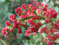 20 Graines de Pistachier térébinthe, Térébinthe, Pistacia terebinthus