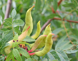 5 Graines de Pistachier térébinthe, Térébinthe, Pistacia terebinthus