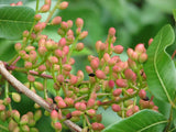 10 Graines de Pistachier térébinthe, Térébinthe, Pistacia terebinthus