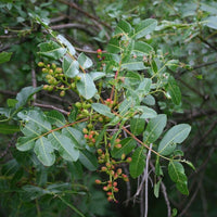 5 Graines de Pistachier térébinthe, Térébinthe, Pistacia terebinthus