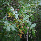 3 Graines de Pistachier térébinthe, Térébinthe, Pistacia terebinthus