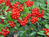 5 Graines de Buisson Ardent, Pyracantha coccinea