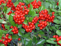 7 Graines de Buisson Ardent, Pyracantha coccinea