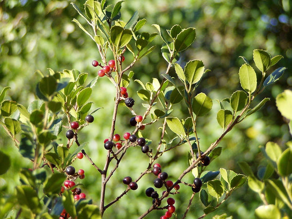 3 Graines de Nerprun alaterne, Rhamnus alaternus