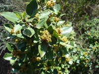 3 Graines de Nerprun alaterne, Rhamnus alaternus