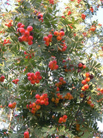 7 Graines de Cormier, Sorbier domestique, Sorbus Domestica