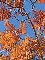 5 Graines de Cormier, Sorbier domestique, Sorbus Domestica