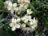 10 Graines de Cormier, Sorbier domestique, Sorbus Domestica