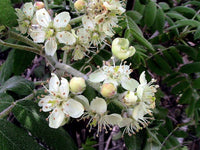 3 Graines de Cormier, Sorbier domestique, Sorbus Domestica