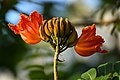 3 Graines de Tulipier du Gabon, Spathodea campanulata