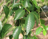 3 Graines de Orme de Sibérie, Ulmus Pumila