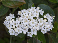 3 Graines de Viorne tin, Laurier Tin, Laurentin, Viburnum tinus