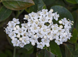 5 Graines de Viorne tin, Laurier Tin, Laurentin, Viburnum tinus