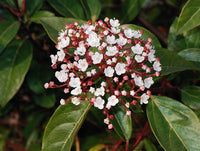 3 Graines de Viorne tin, Laurier Tin, Laurentin, Viburnum tinus